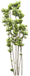 园林树木绿树透明png