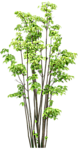 园林树木绿树透明png