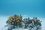 沙巴海景風光