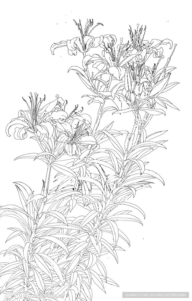 白描花朵