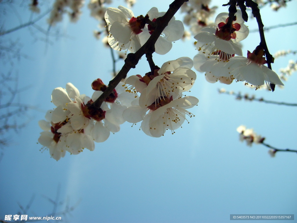 花卉 梨花