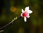 一支桃花