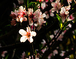 逆光桃花