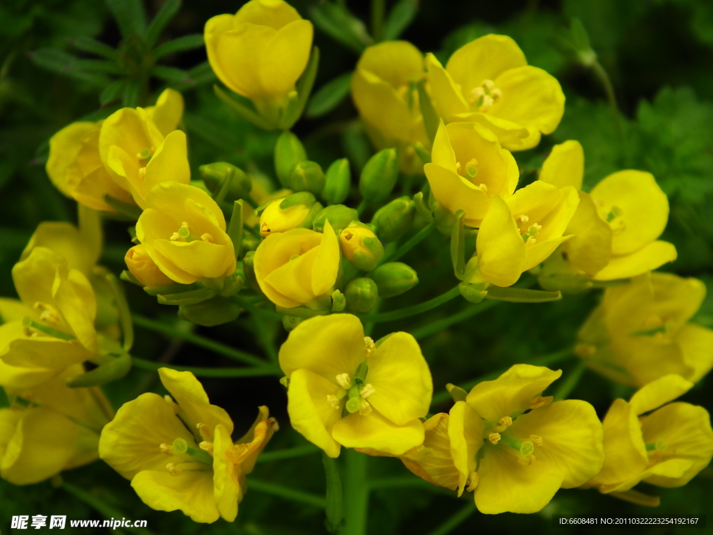 油菜花 花海