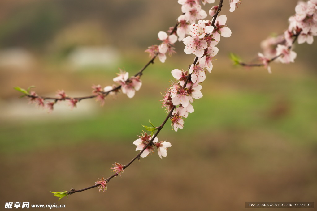 桃花