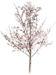 园林树木桃树透明png