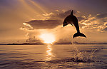 海面飞跃的海豚