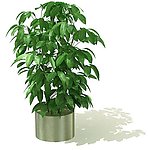 3D高精度室内植物花草
