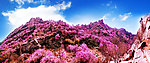 大珠山杜鹃花