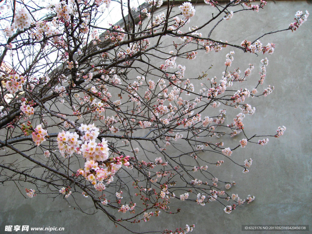 一树樱桃花