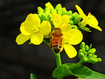 蜜蜂和油菜花