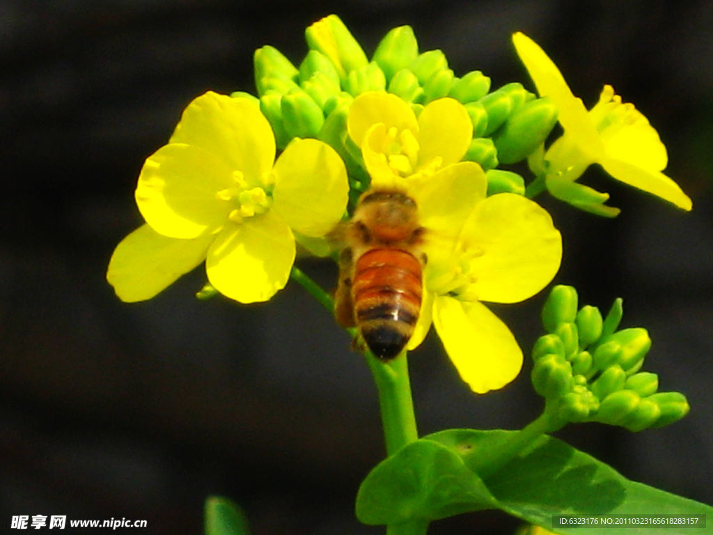 蜜蜂和油菜花
