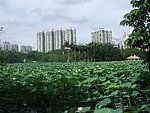 荷花 自然风景