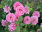 月季花