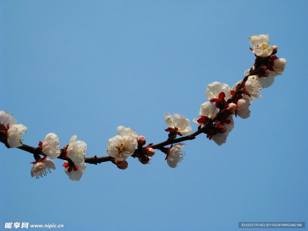 一枝樱花