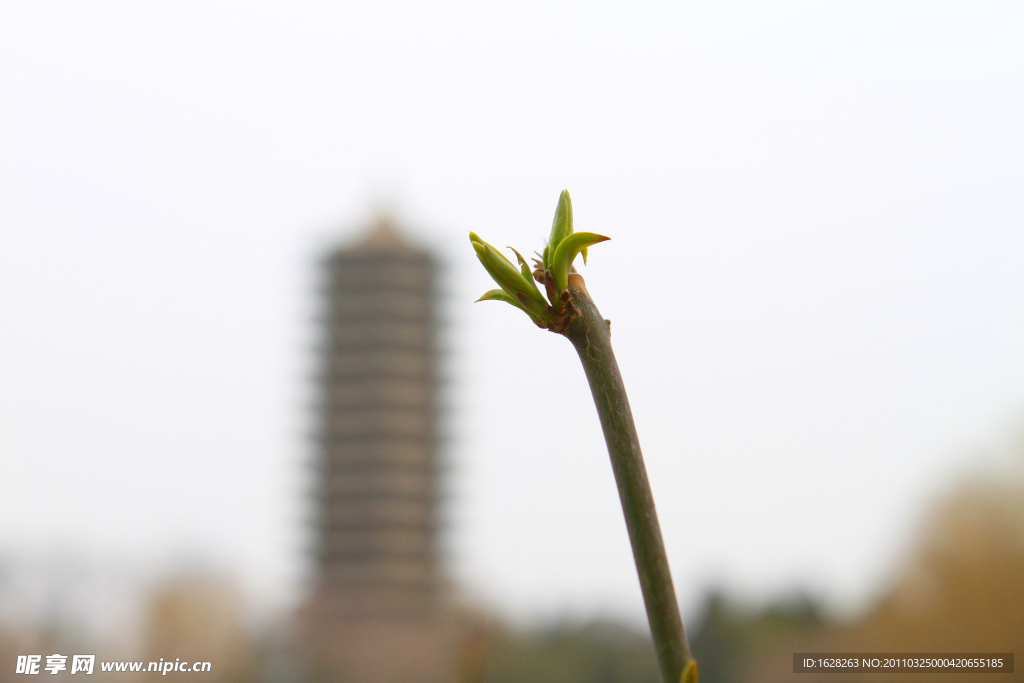 春芽