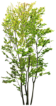 园林树木绿树透明png