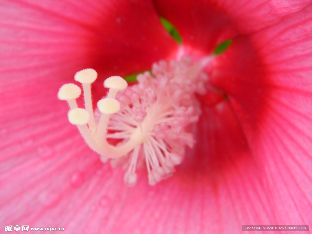 华芯摄影特写