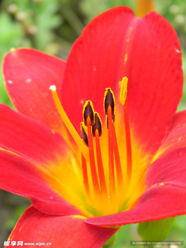 花芯摄影特写