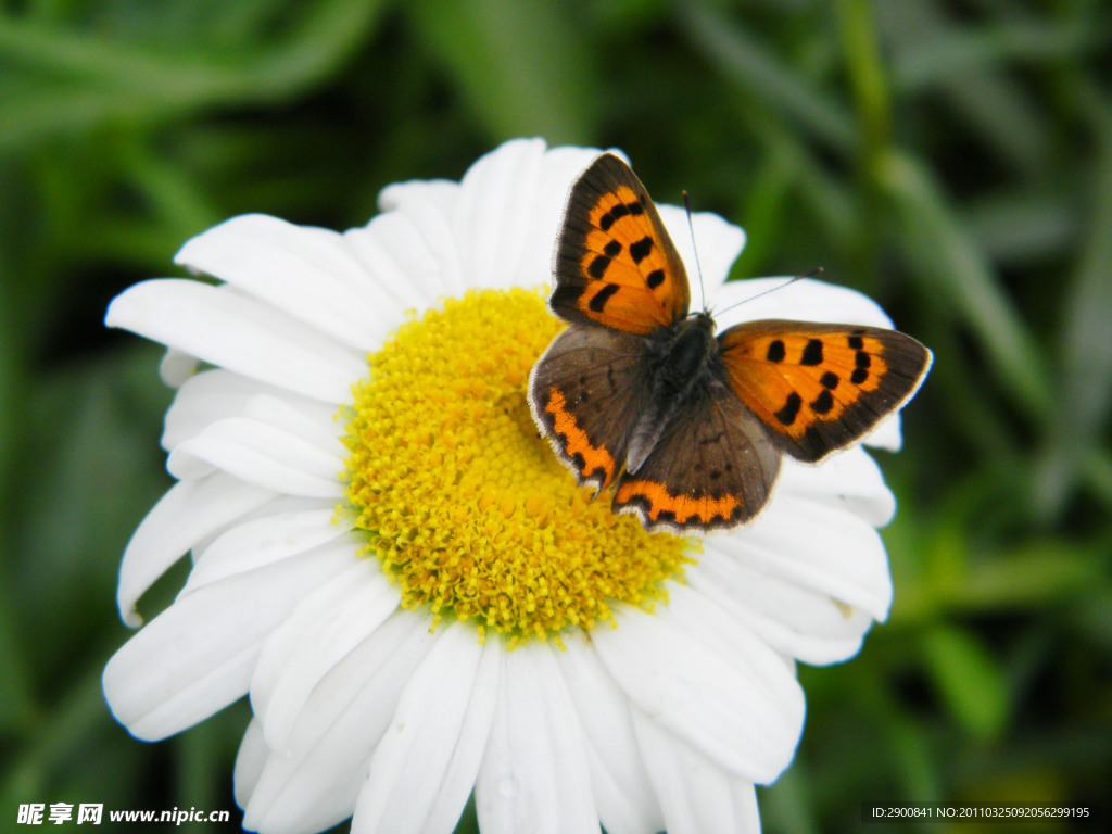 蝴蝶和花草摄影特写
