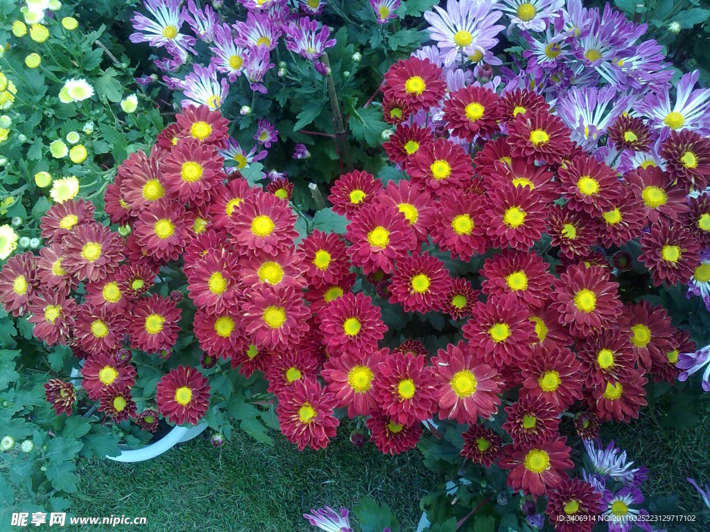 菊花
