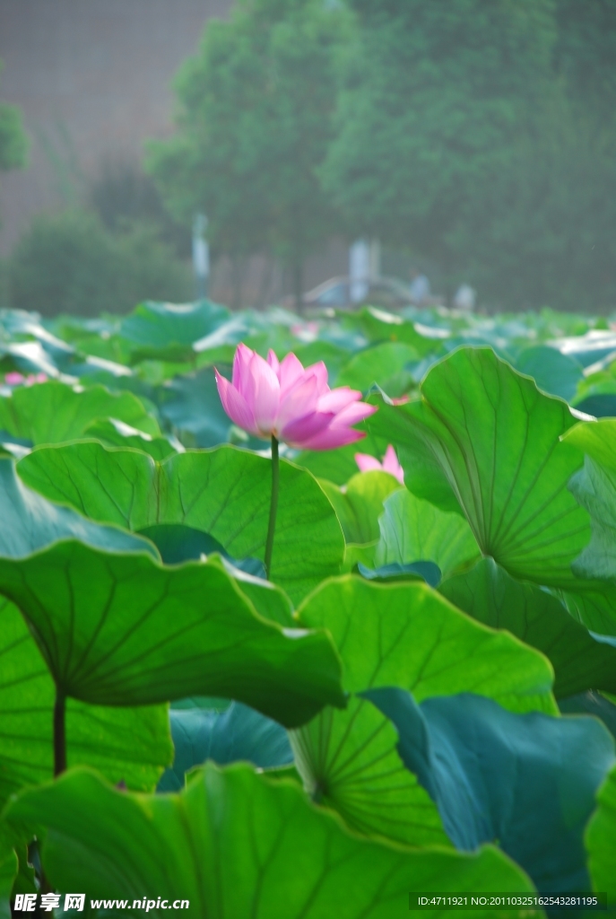 荷花