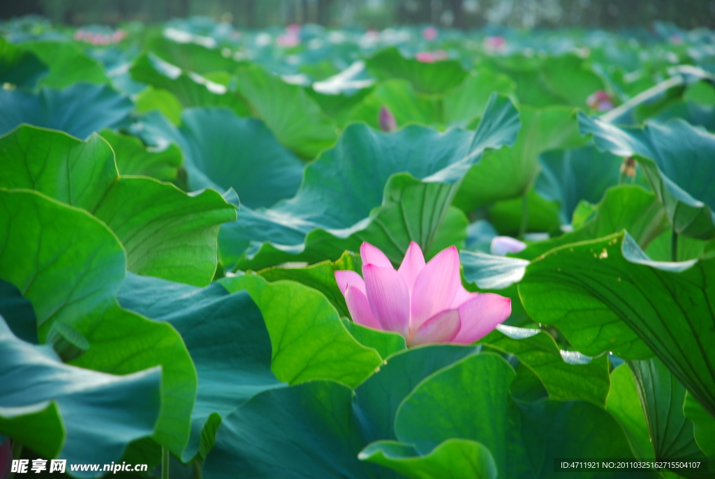 荷花