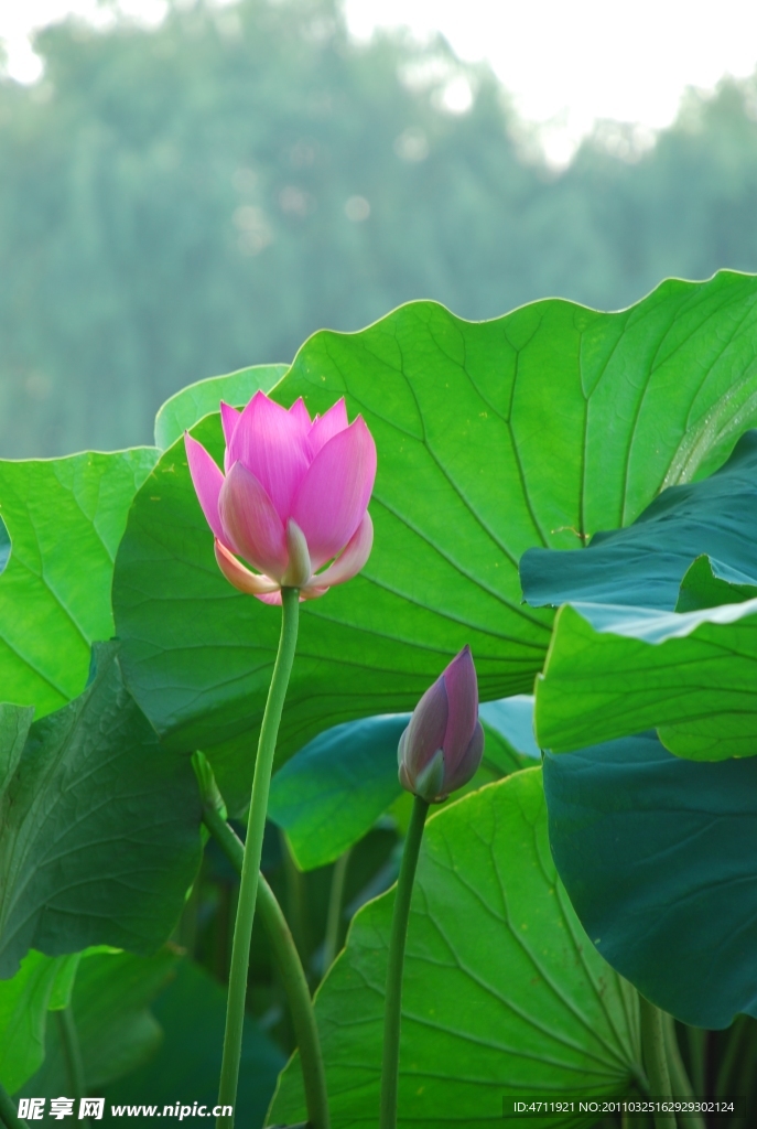 荷花