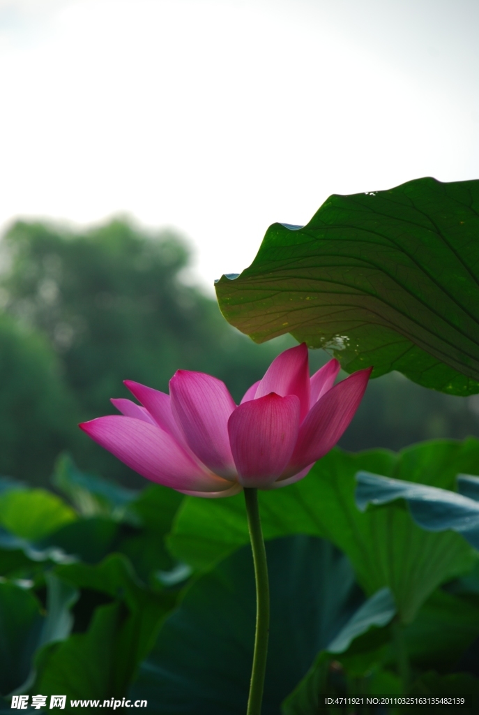 荷花