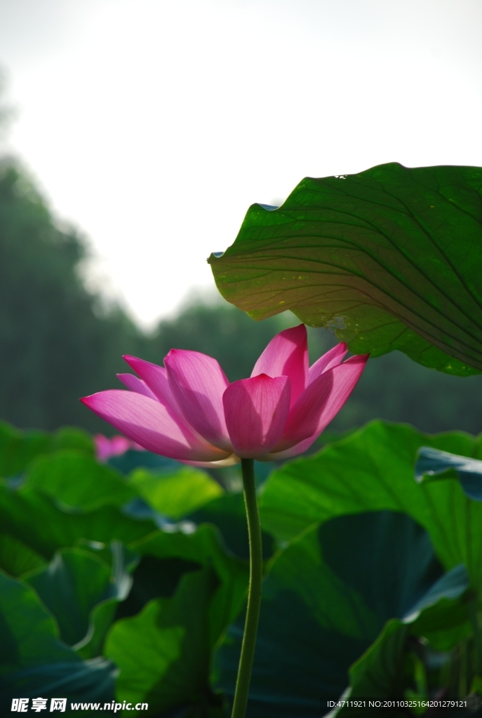 荷花