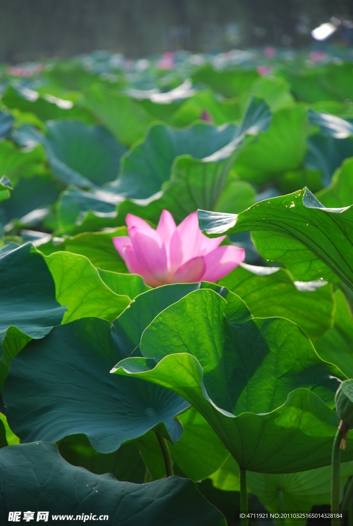 荷花
