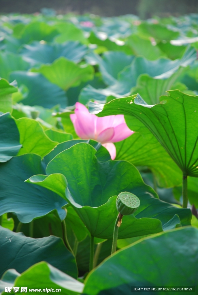 荷花