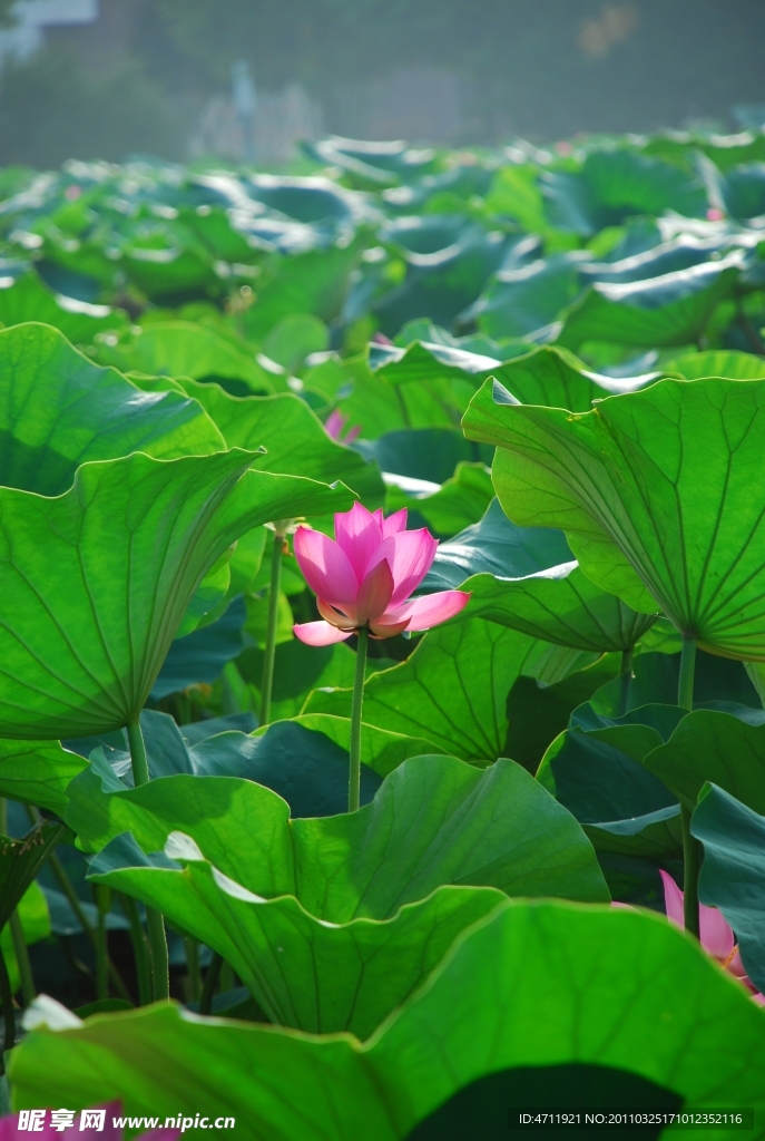 荷花