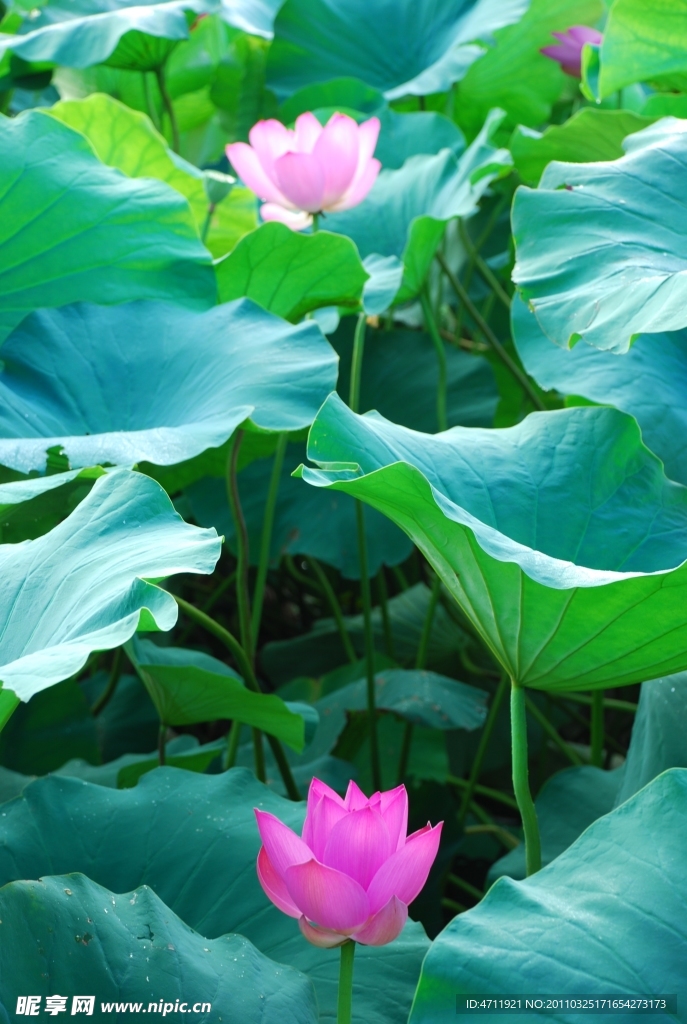 荷花