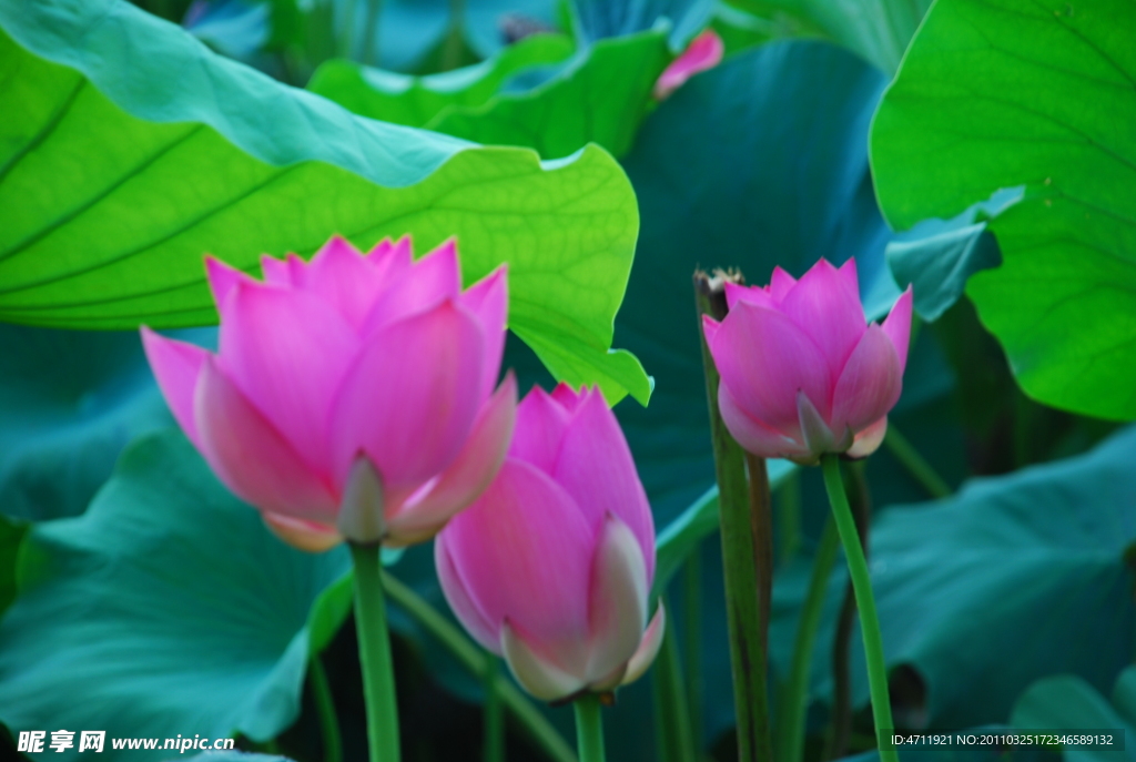 荷花