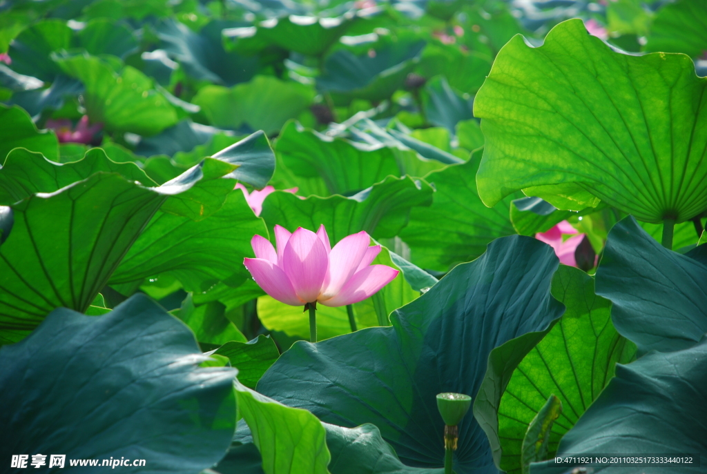 荷花