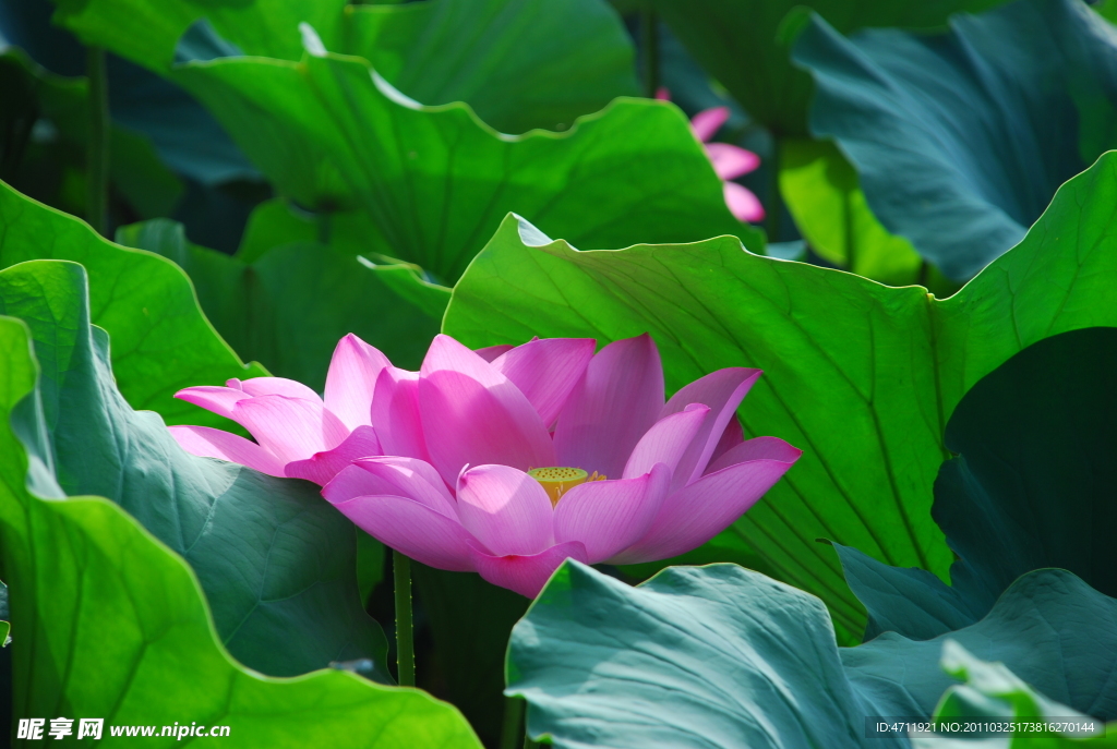 荷花