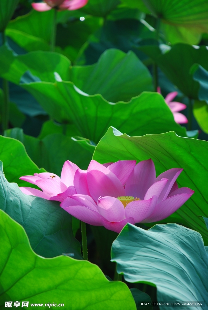 荷花