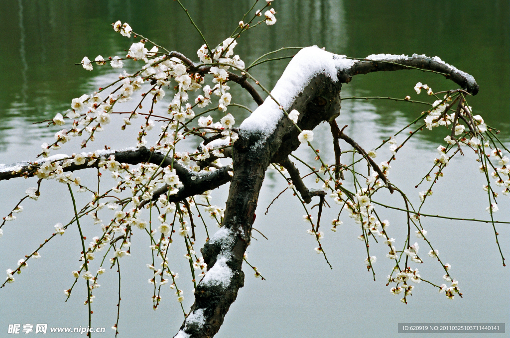 雪梅