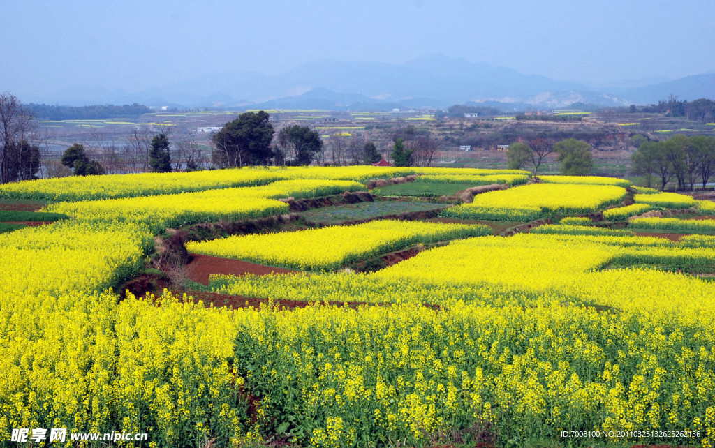 油菜花海