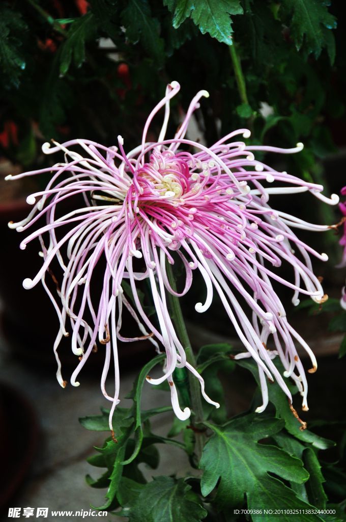 菊花