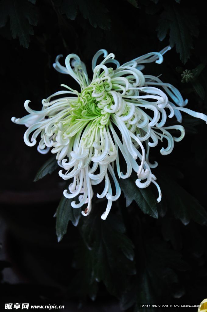 菊花