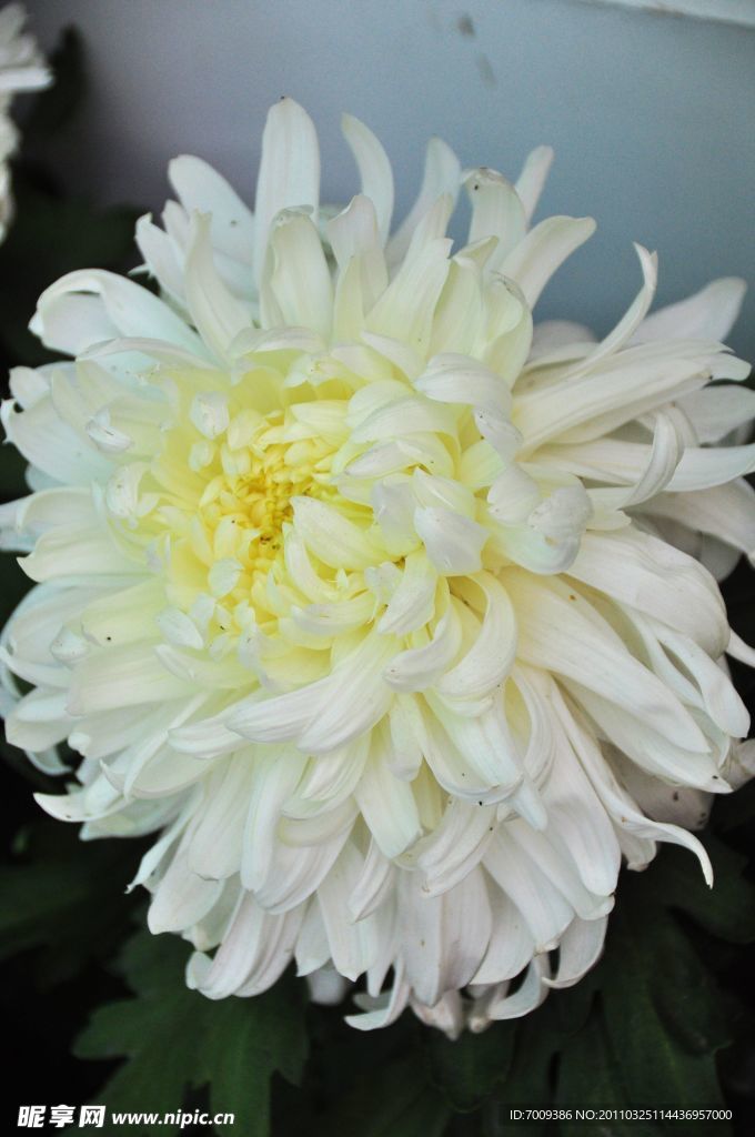 菊花
