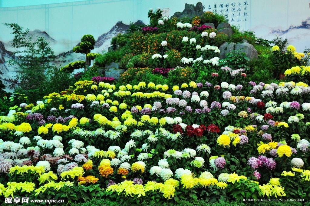 菊花