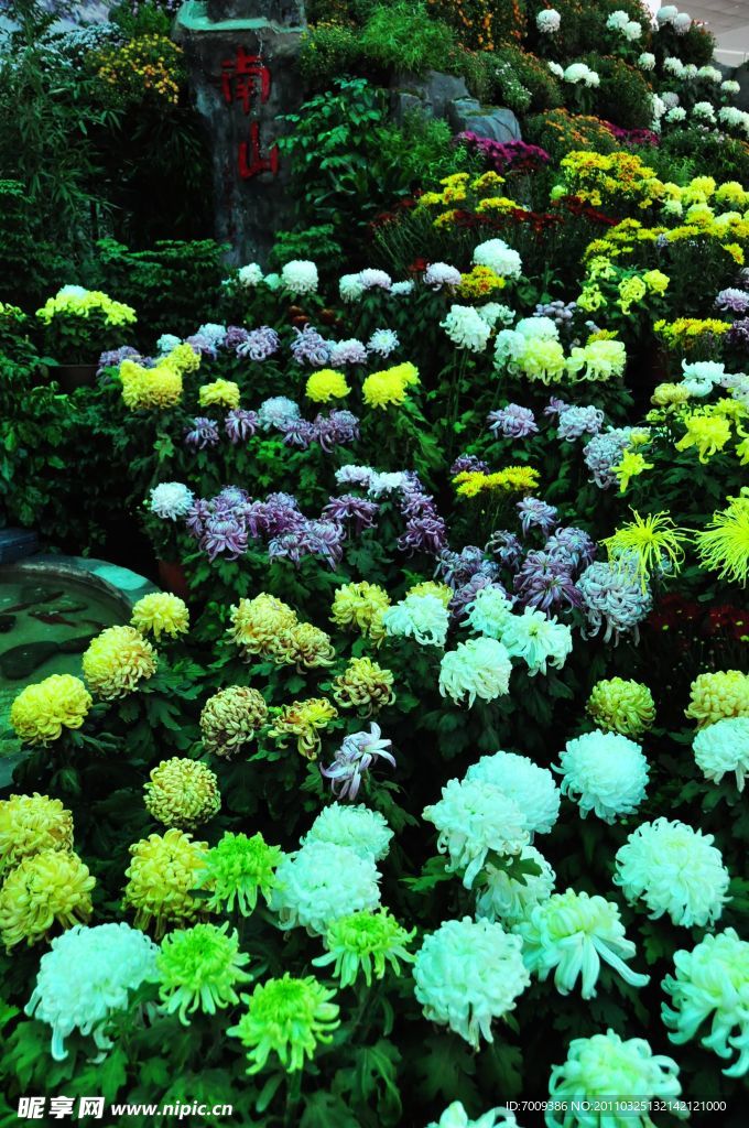 菊花