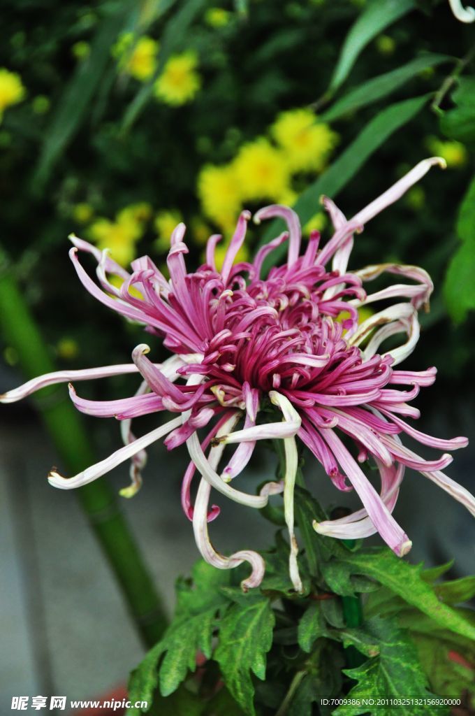菊花