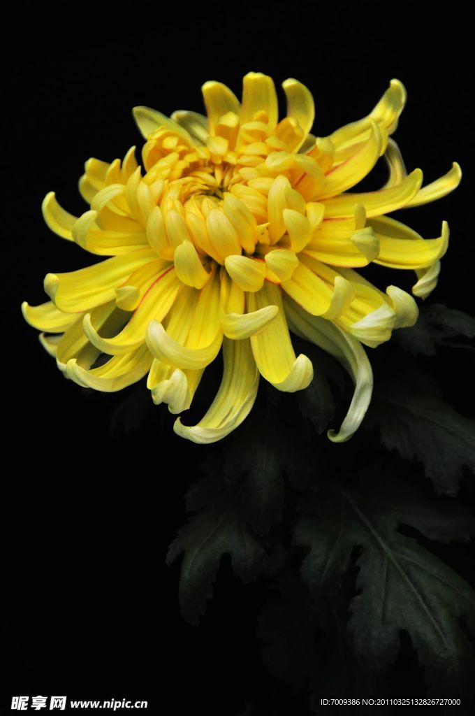 菊花