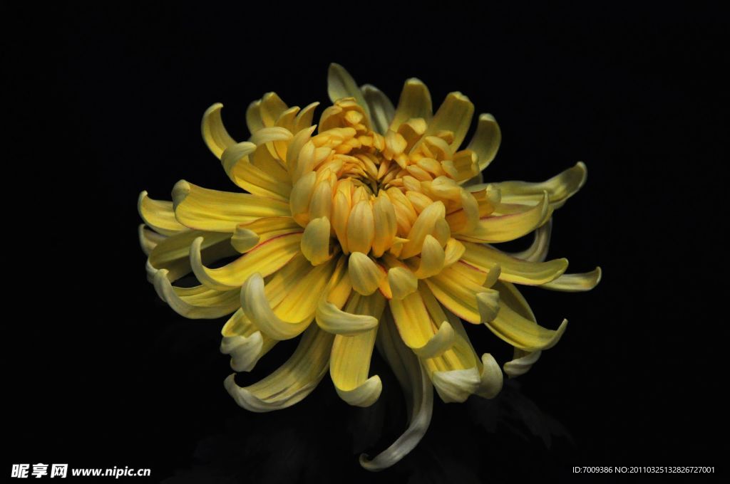 菊花
