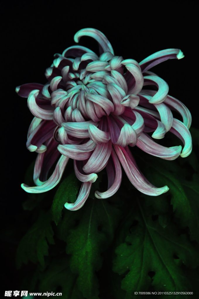 菊花