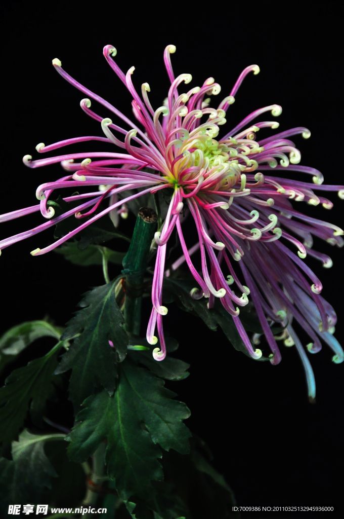 菊花